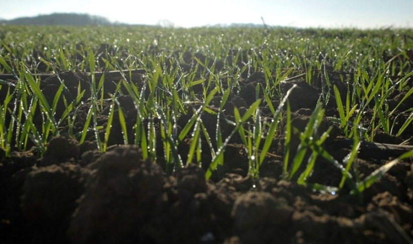 Фото ілюстративне - сходить сонце і зеленіє молода пшениця у ранковій росі