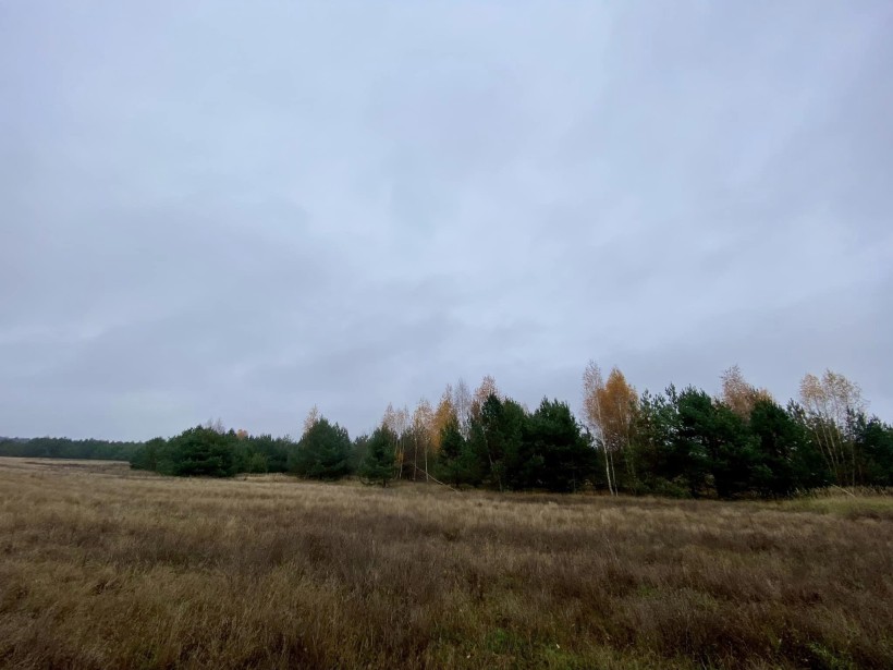 На Рівненщині легалізували більше тисячі гектарів лісу.