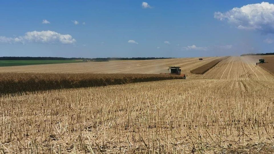 На полі комбайни збирають урожай зернових. Фото ілюстративне