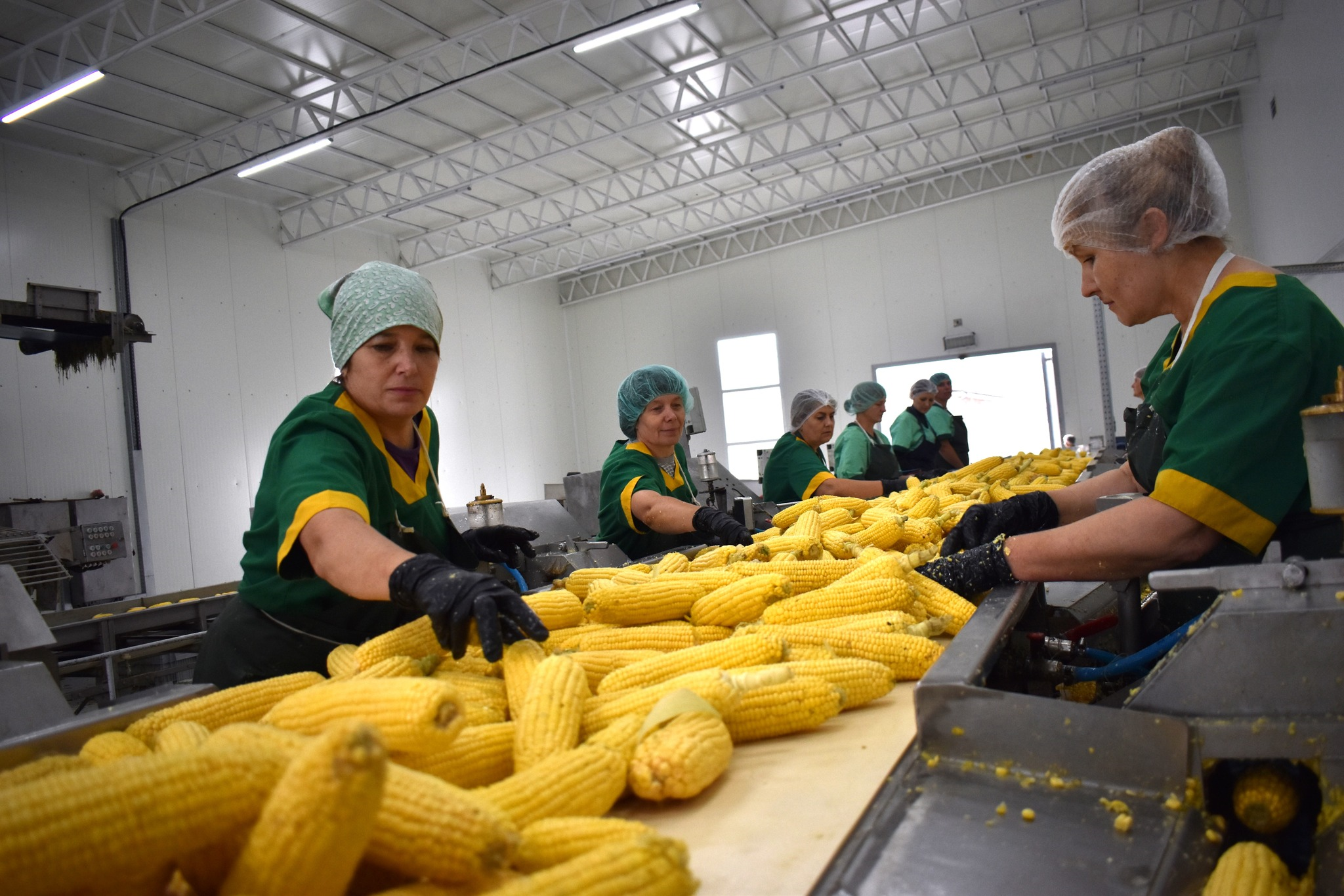 Жінки фасують кукурудзу на підприємстві  «Щедра нива»